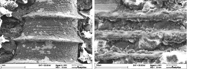 骨とインプラントが光学顕微鏡のレベルで直接的に一体化した状態